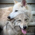 Lodging at Wolf Creek Habitat