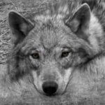 Lodging at Wolf Creek Habitat