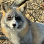 Lodging at Wolf Creek Habitat