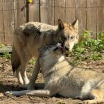 Lodging at Wolf Creek Habitat