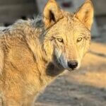 Lodging at Wolf Creek Habitat