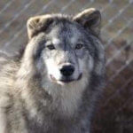 Lodging at Wolf Creek Habitat