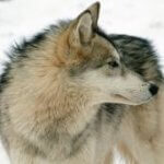 Lodging at Wolf Creek Habitat