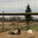 48414408_10155938460612057_8846902880456671232_n Whitetail Acres