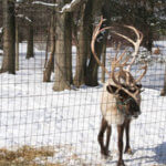 hailey-08 Whitetail Acres