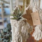 Sunshine Sisters Plant Shop