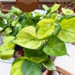 Sunshine Sisters Plant Shop