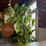 Sunshine Sisters Plant Shop