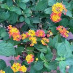 Sunshine Sisters Plant Shop
