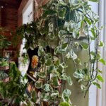 Sunshine Sisters Plant Shop