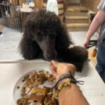 Sample Treats Canine Crunch Co. ๐ถ