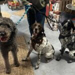 Trio Canine Crunch Co. ๐ถ