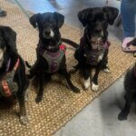 Visitors Canine Crunch Co. ๐ถ