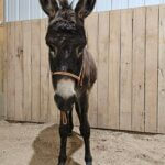 Hoosier Donkey Rescue & Sanctuary