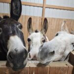 Hoosier Donkey Rescue & Sanctuary