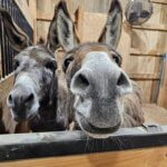 Hoosier Donkey Rescue & Sanctuary