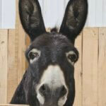 Hoosier Donkey Rescue & Sanctuary