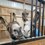 Hoosier Donkey Rescue & Sanctuary
