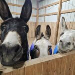 Hoosier Donkey Rescue & Sanctuary