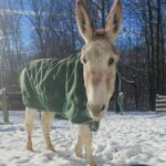Hoosier Donkey Rescue & Sanctuary