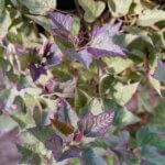 Wendel’s Petals  & Produce