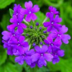 Wendel’s Petals  & Produce