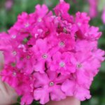Wendel’s Petals  & Produce