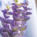 Wendel’s Petals  & Produce