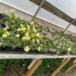 Wendel’s Petals  & Produce