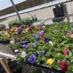 Wendel’s Petals  & Produce