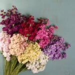 Wendel’s Petals  & Produce